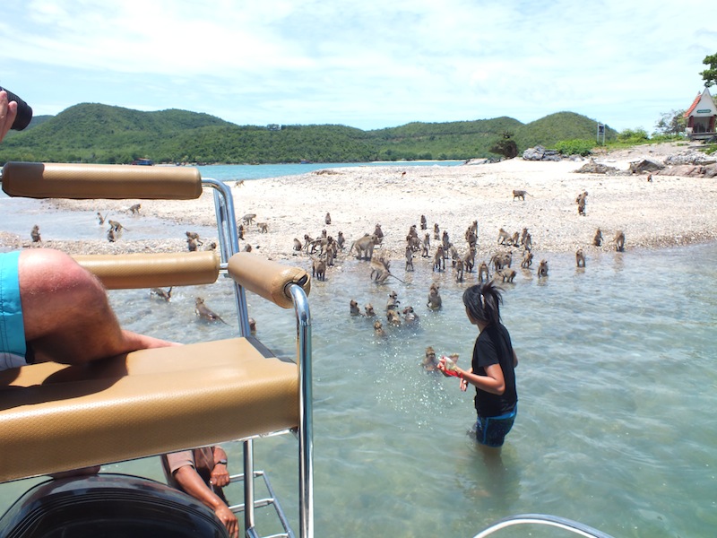 How To Get To Monkey Island Pattaya How To Get To Monkey Island Pattaya