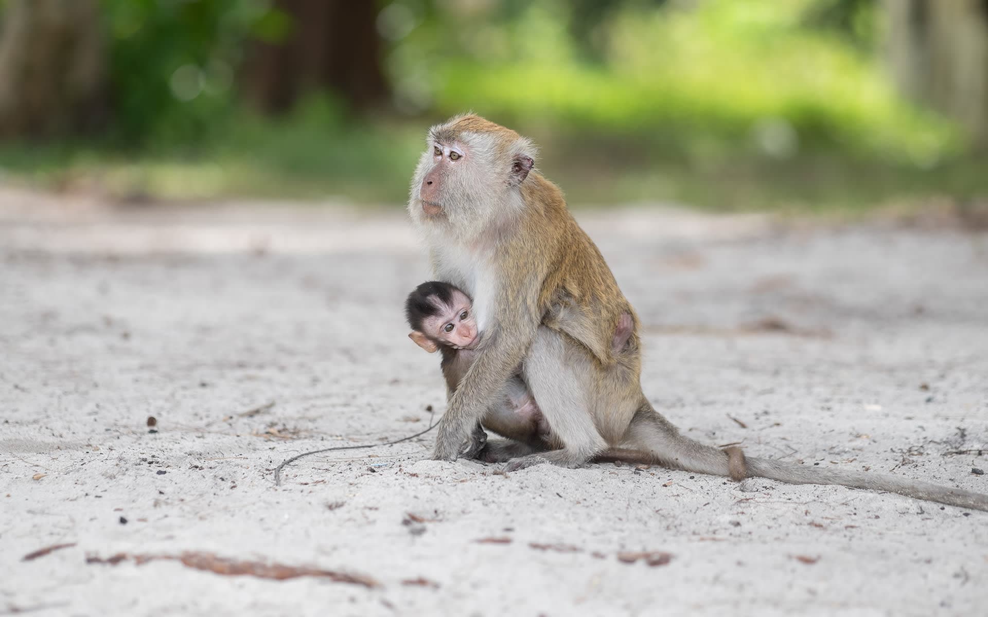 Monkey Island (Koh Ped / Koh Ling)